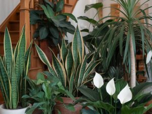 Les plantes dépolluantes incontournables pour une maison plus saine et plus verte